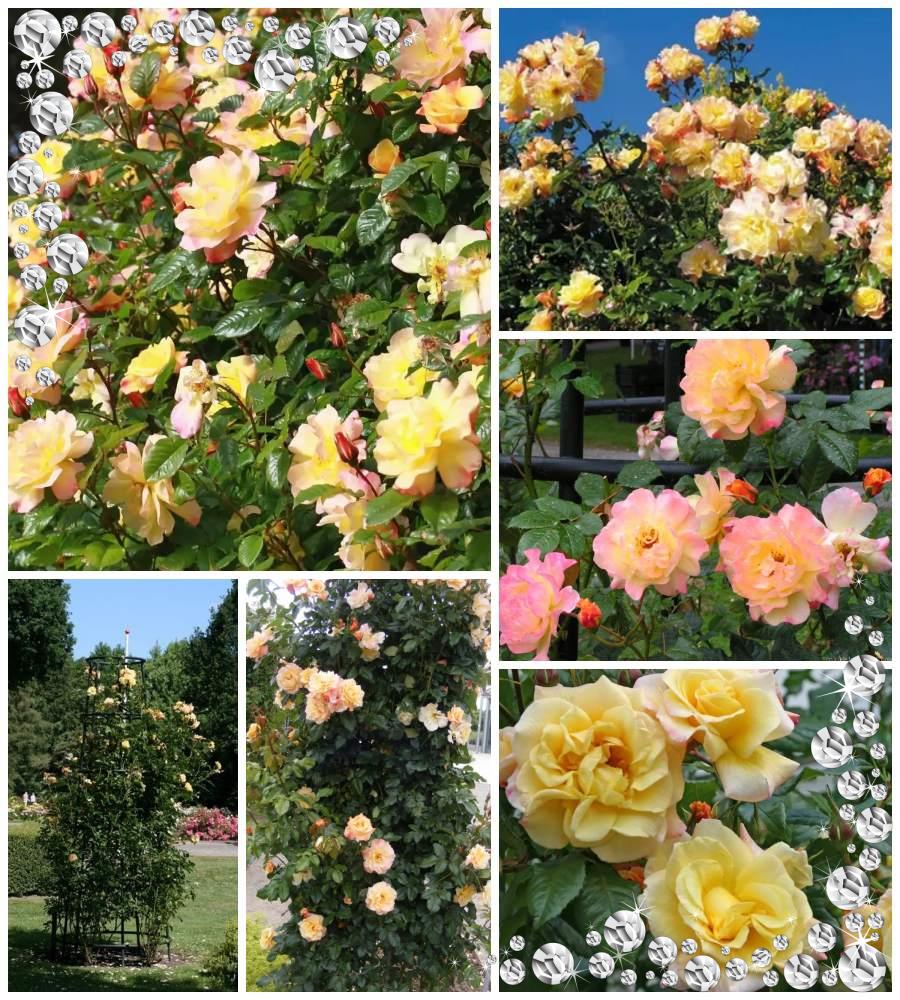 Moonlight róże pnące